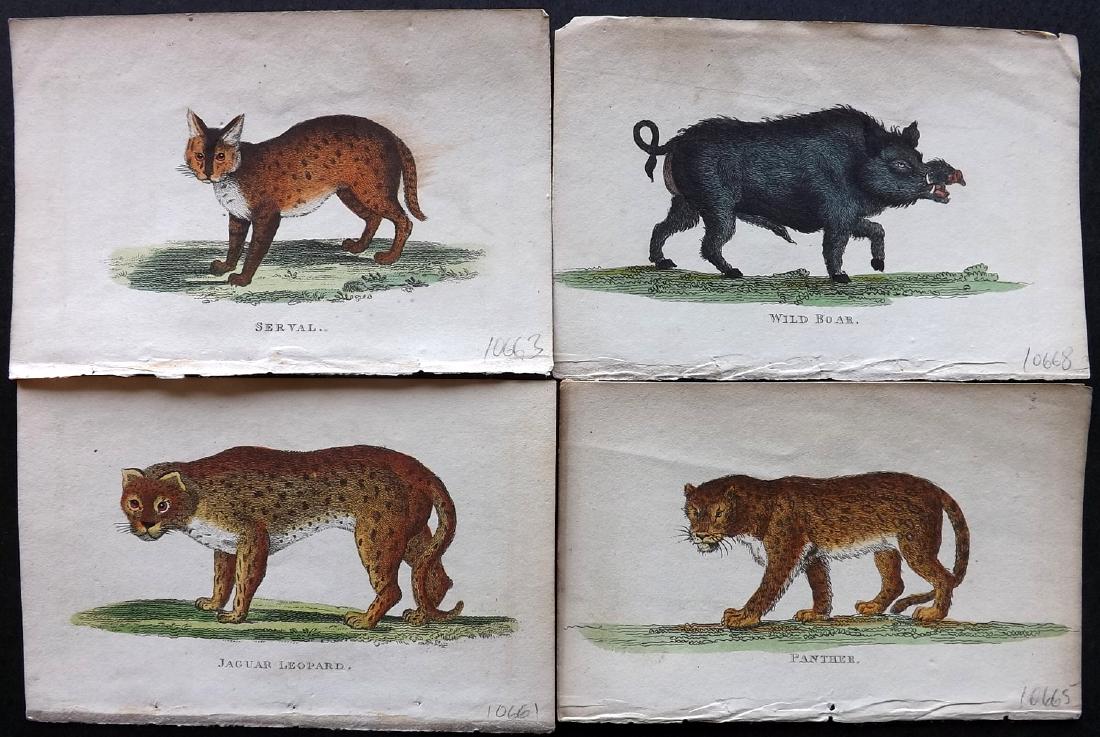 Holloway, William 1804 Lot 4 Hand Col Prints. Big Cats: 3 Big cats and Wild Boar. Hand Coloured Copper Plates Published 1803-04, London for "The British Museum; Or Elegant Repository of Natural History" by William Holloway and John Branch. Paper Size: 5 x