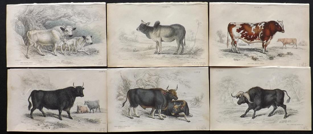 Jardine, William C1840 Lot of 6 HC Prints. Cattle (1 of 2)