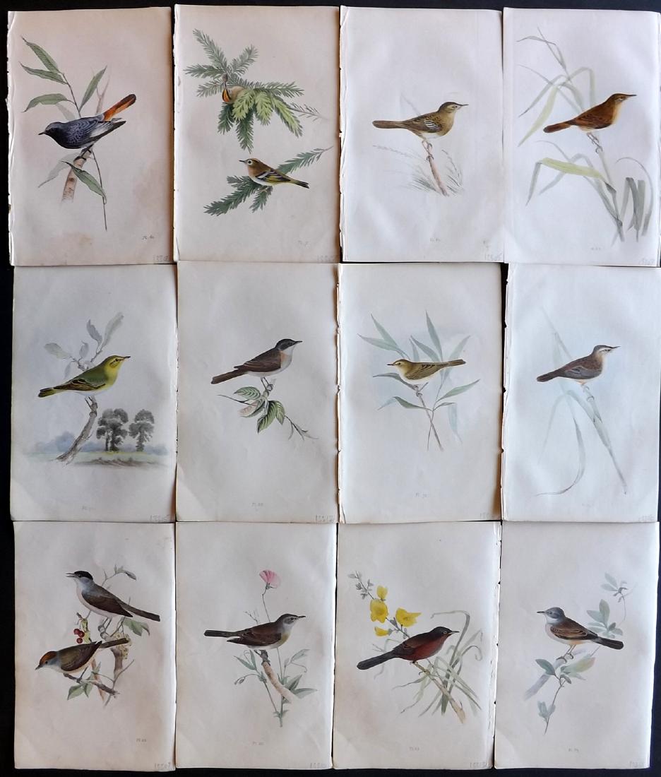 Meyer, Henry 1840's Lot of 12 Hand Col Bird Prints: Hand Coloured Lithographs Published 1842-50, London for "Coloured Illustrations of British Birds and Their Eggs" by Henry Leonard Meyer. Paper Size: 8.5 x 5 inch (22 x 13cm) Very minor toning in parts