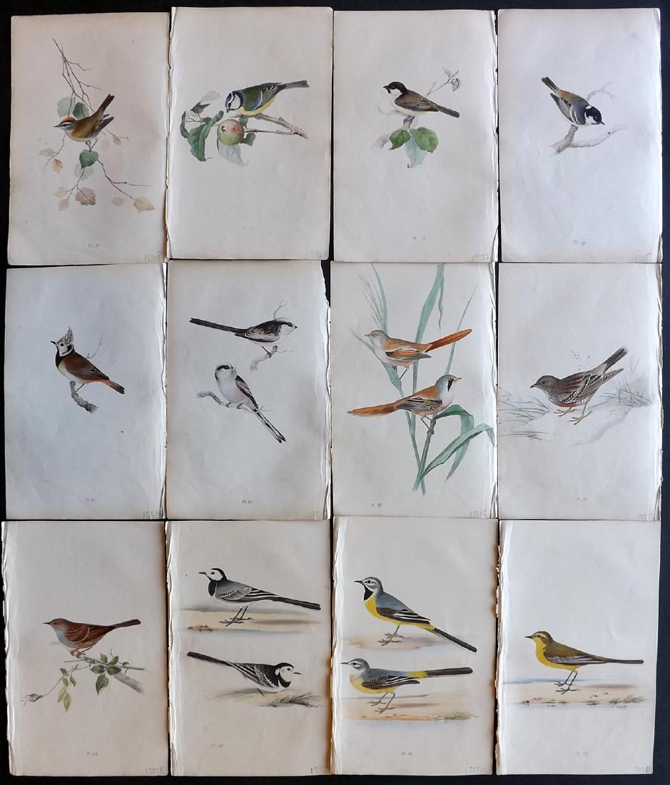 Meyer, Henry 1840's Lot of 12 Hand Col Bird Prints: Hand Coloured Lithographs Published 1842-50, London for "Coloured Illustrations of British Birds and Their Eggs" by Henry Leonard Meyer. Paper Size: 8.5 x 5 inch (22 x 13cm) Very minor toning in parts