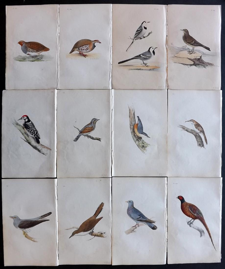 Meyer, Henry 1840's Lot of 12 Hand Col Bird Prints: Hand Coloured Lithographs Published 1842-50, London for "Coloured Illustrations of British Birds and Their Eggs" by Henry Leonard Meyer. Paper Size: 8.5 x 5 inch (22 x 13cm) Very minor toning in parts