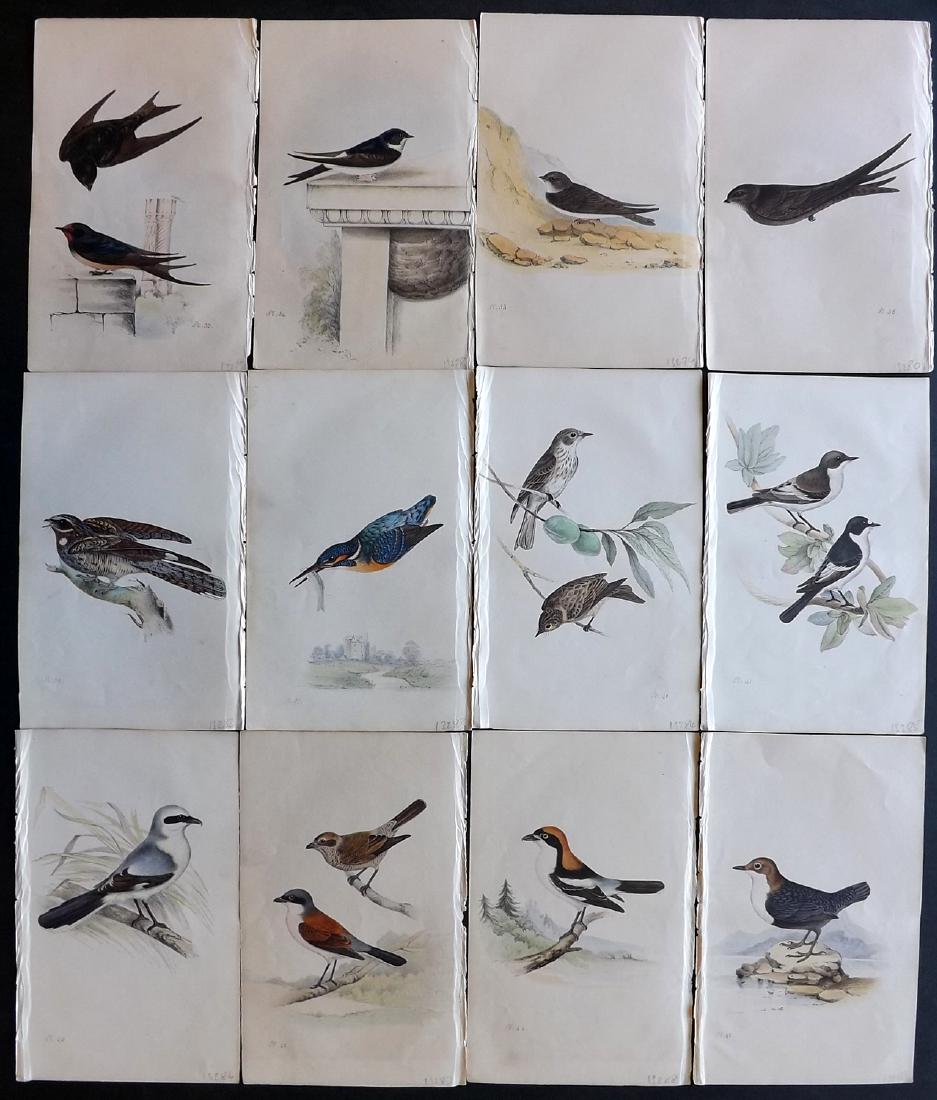 Meyer, Henry 1840's Lot of 12 Hand Col Bird Prints: Hand Coloured Lithographs Published 1842-50, London for "Coloured Illustrations of British Birds and Their Eggs" by Henry Leonard Meyer. Paper Size: 8.5 x 5 inch (22 x 13cm) Very minor toning in parts