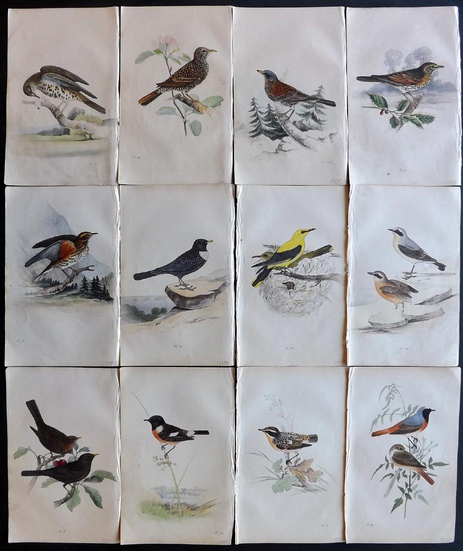 Meyer, Henry 1840's Lot of 12 Hand Col Bird Prints: Hand Coloured Lithographs Published 1842-50, London for "Coloured Illustrations of British Birds and Their Eggs" by Henry Leonard Meyer. Paper Size: 8.5 x 5 inch (22 x 13cm) Very minor toning in parts