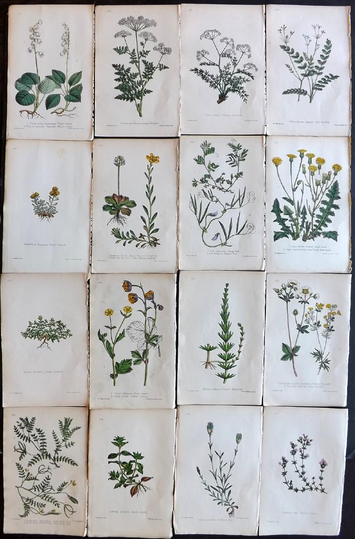 Hogg & Johnson C1870 Lot of 16 HCol Botanical Prints: Hand Coloured Lithographs Published 1863-1880, London for "The Wild Flowers of Great Britain" by Robert Hogg & George W. Johnson. Paper Size: 9 x 5.5 inch (23 x 14cm) Good Condition