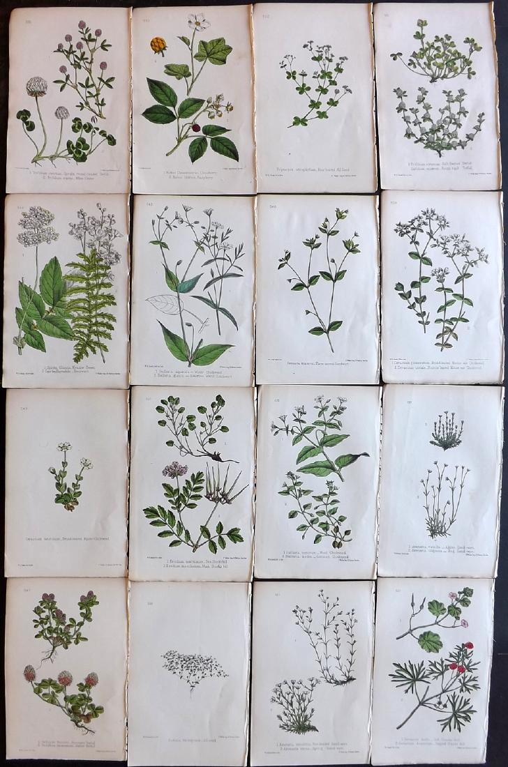 Hogg & Johnson C1870 Lot of 16 HCol Botanical Prints: Hand Coloured Lithographs Published 1863-1880, London for "The Wild Flowers of Great Britain" by Robert Hogg & George W. Johnson. Paper Size: 9 x 5.5 inch (23 x 14cm) Good Condition