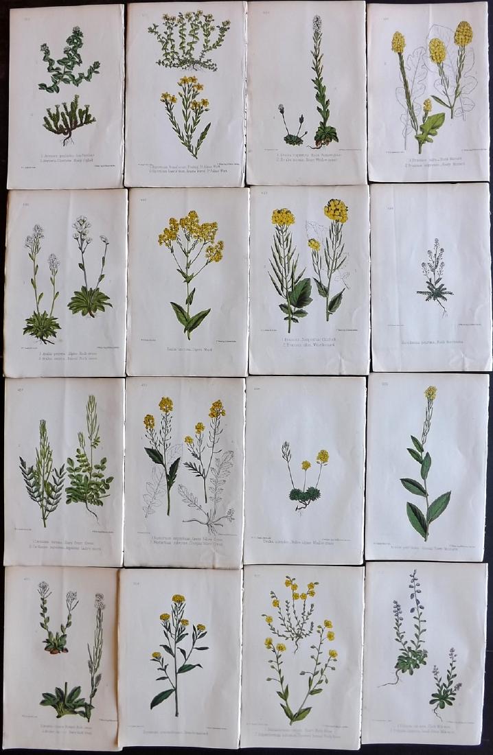 Hogg & Johnson C1870 Lot of 16 HCol Botanical Prints: Hand Coloured Lithographs Published 1863-1880, London for "The Wild Flowers of Great Britain" by Robert Hogg & George W. Johnson. Paper Size: 9 x 5.5 inch (23 x 14cm) Good Condition
