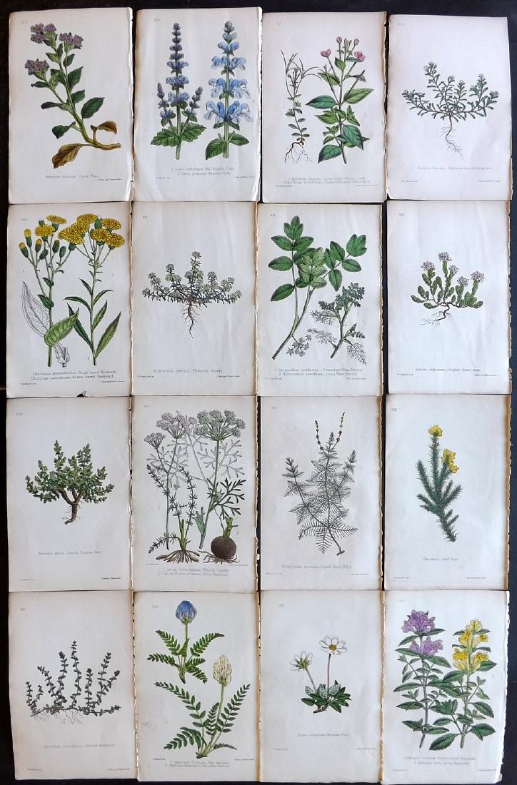Hogg & Johnson C1870 Lot of 16 HCol Botanical Prints: Hand Coloured Lithographs Published 1863-1880, London for "The Wild Flowers of Great Britain" by Robert Hogg & George W. Johnson. Paper Size: 9 x 5.5 inch (23 x 14cm) Good Condition