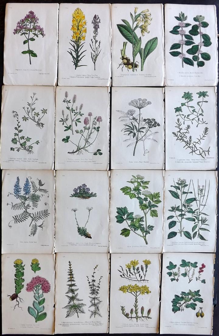Hogg & Johnson C1870 Lot of 16 HCol Botanical Prints: Hand Coloured Lithographs Published 1863-1880, London for "The Wild Flowers of Great Britain" by Robert Hogg & George W. Johnson. Paper Size: 9 x 5.5 inch (23 x 14cm) Good Condition