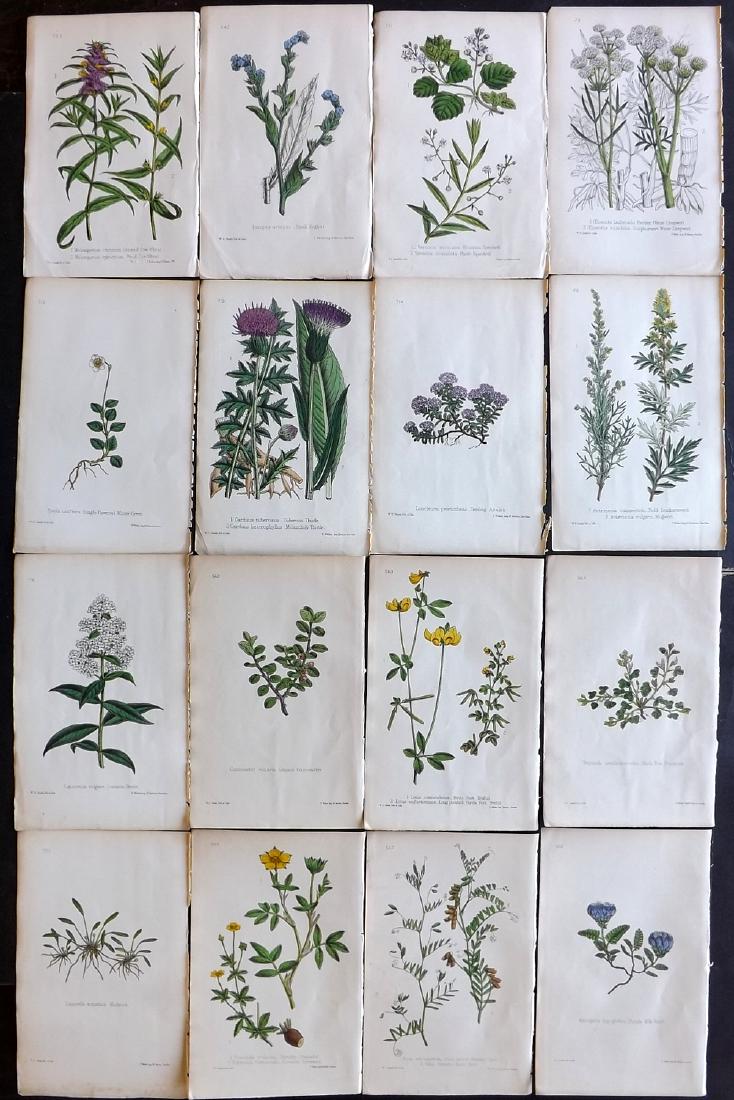 Hogg & Johnson C1870 Lot of 16 HCol Botanical Prints: Hand Coloured Lithographs Published 1863-1880, London for "The Wild Flowers of Great Britain" by Robert Hogg & George W. Johnson. Paper Size: 9 x 5.5 inch (23 x 14cm) Good Condition