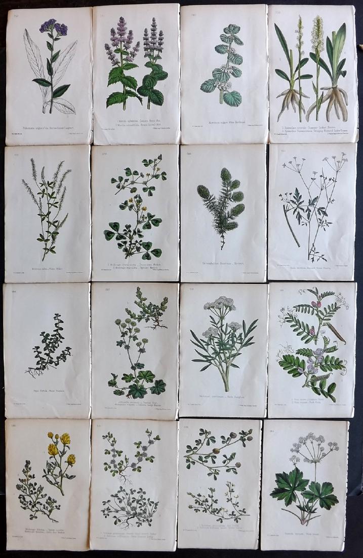 Hogg & Johnson C1870 Lot of 16 HCol Botanical Prints: Hand Coloured Lithographs Published 1863-1880, London for "The Wild Flowers of Great Britain" by Robert Hogg & George W. Johnson. Paper Size: 9 x 5.5 inch (23 x 14cm) Good Condition