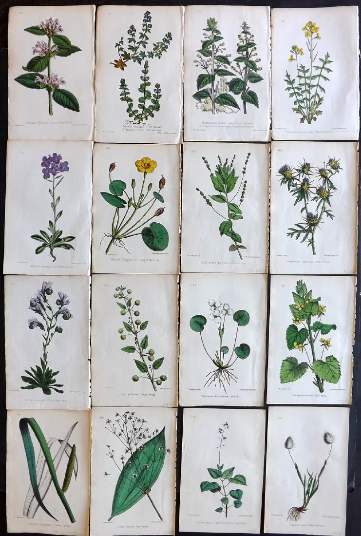 Hogg & Johnson C1870 Lot of 16 HCol Botanical Prints: Hand Coloured Lithographs Published 1863-1880, London for "The Wild Flowers of Great Britain" by Robert Hogg & George W. Johnson. Paper Size: 9 x 5.5 inch (23 x 14cm) Good Condition