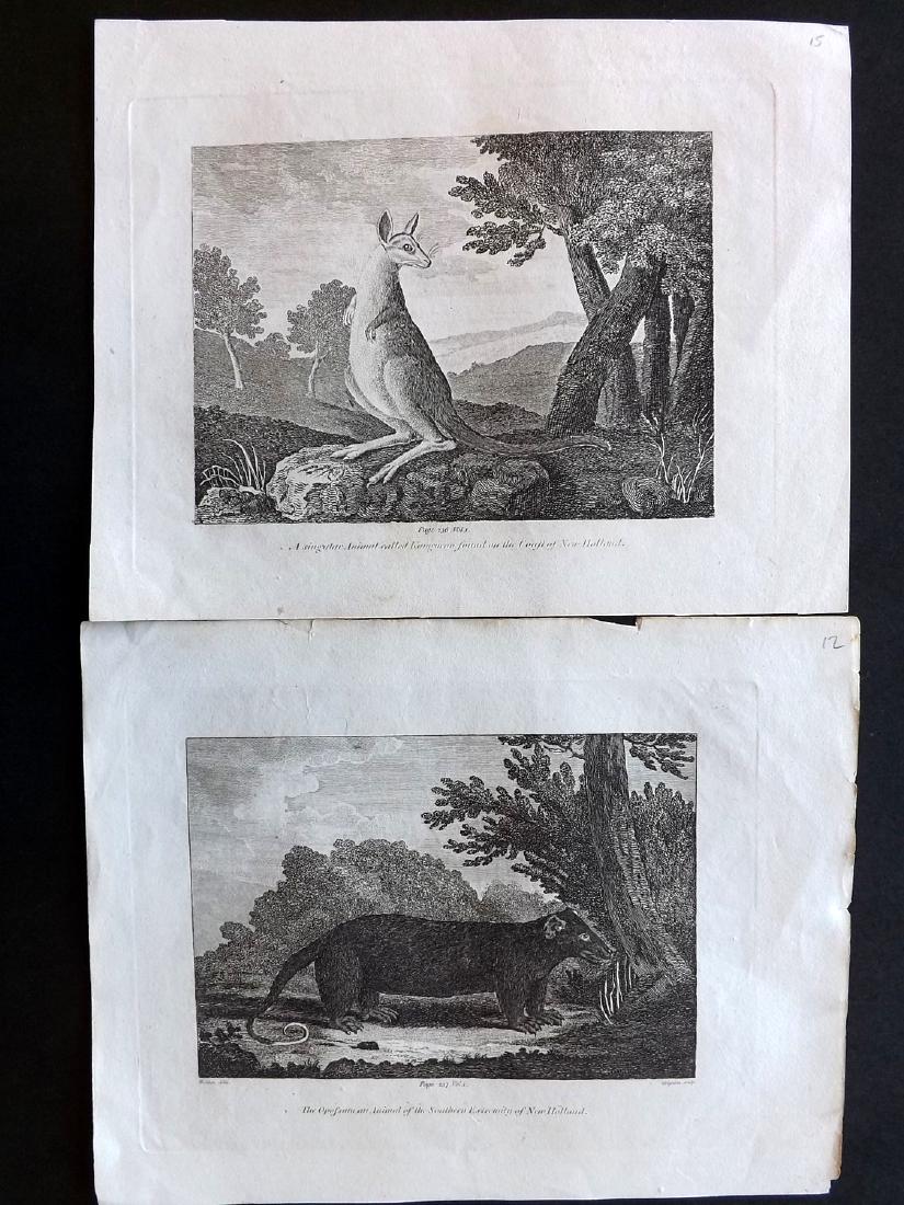 Australia Animals 1807 Pair of Prints. Kangaroo,: Copper Plate Published 1807 by Macdonald & Son, London for "Modern and authentic system of universal geography" By George A. Cooke. Paper Size: 10 x 8 inch (26 x 20cm) Kangaroo image is very slightly 