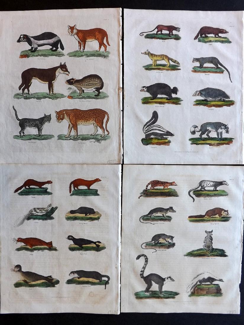 Buffon & Smellie C1821 Lot of 4 HCol Animal Prints: Incl Rodents, Seals, Big Cats, Quadrupeds etc. Hand Coloured Copper Plates Published C1821 by Thomas Kelly, London for "A Natural History, General and Particular..." by The Comte de Buffon and William