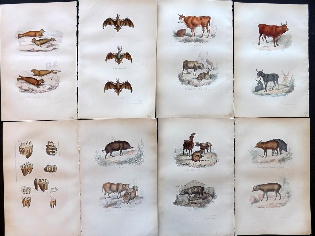 Buffon, Comte de 1857 Lot of 8 Animal Prints: Hand Coloured Etchings Published 1853-57, Paris for "Oeuvres Completes de Buffon" by The Comte de Buffon & Pierre Flourens. Paper Size: 10.5 x 7 inch (27 x 19cm) Minor background toning. Good Conditio