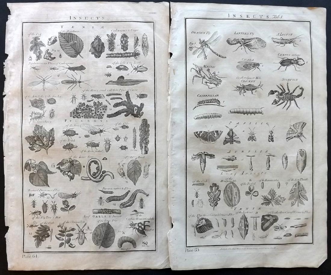 Howard, George 1796 Pair of Large Insect Prints (1 of 2)