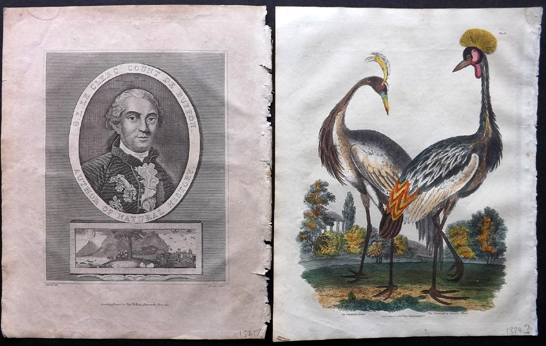 Buffon & Smellie C1821 Hand Coloured Bird Print. Cranes: Together with Uncoloured Portrait of Buffon. Hand Coloured Copper Plate Published C1821 by Thomas Kelly, London for "A Natural History, General and Particular..." by The Comte de Buffon and William Sm