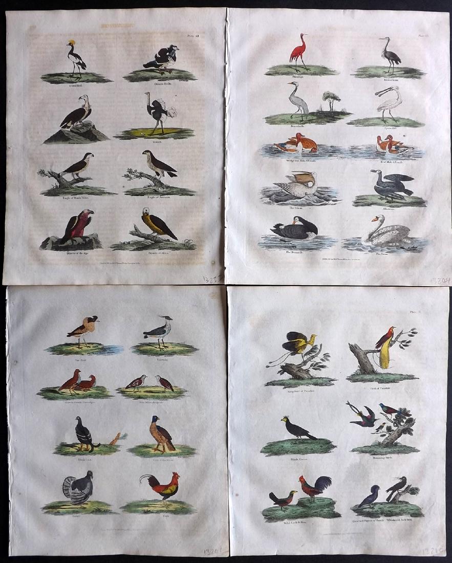 Buffon & Smellie C1821 Lot of 4 Hand Col Bird Prints: Hand Coloured Copper Plates Published C1821 by Thomas Kelly, London for "A Natural History, General and Particular..." by The Comte de Buffon and William Smellie. Paper Size: 10 x 8.5 inch (25 x 22cm)
