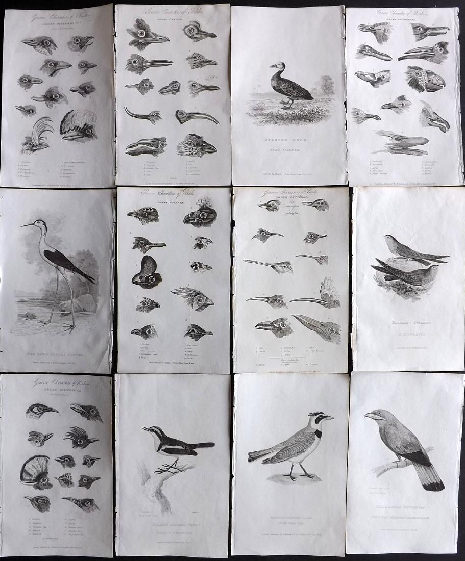 Cuvier, Baron C1830 Lot of 12 Bird Prints (1 of 2)