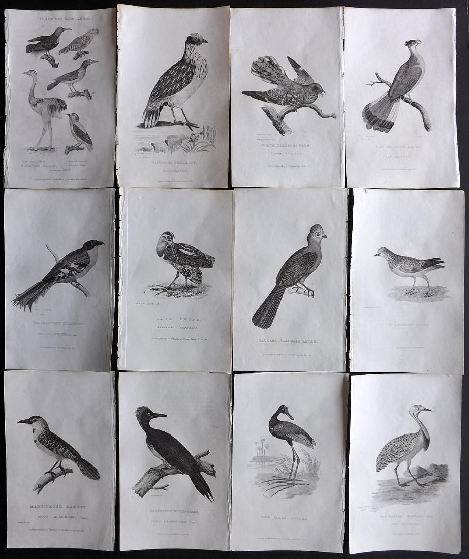 Cuvier, Baron C1830 Lot of 12 Bird Prints (1 of 2)