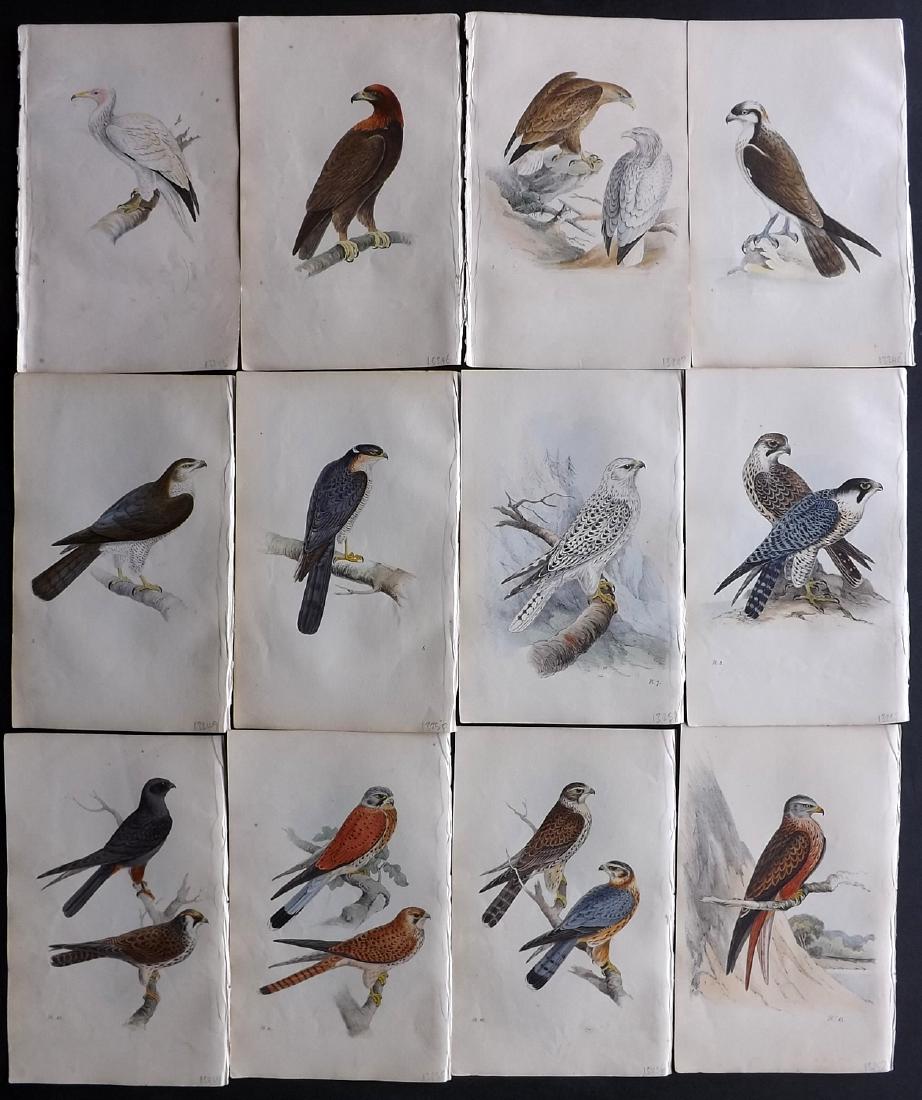 Meyer, Henry 1840's Lot of 12 HCol Birds of Prey: Hand Coloured Lithographs Published 1842-50, London for "Coloured Illustrations of British Birds and Their Eggs" by Henry Leonard Meyer. Paper Size: 8.5 x 5 inch (22 x 13cm) Very minor toning in parts