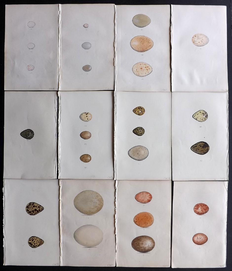 Meyer, Henry 1840's Lot of 12 Hand Col Bird Egg Prints: Hand Coloured Lithographs Published 1842-50, London for "Coloured Illustrations of British Birds and Their Eggs" by Henry Leonard Meyer. Paper Size: 8.5 x 5 inch (22 x 13cm) Very minor toning in parts