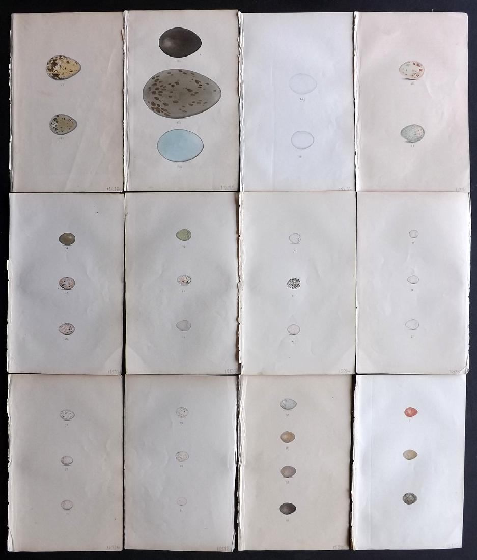Meyer, Henry 1840's Lot of 12 Hand Col Bird Egg Prints: Hand Coloured Lithographs Published 1842-50, London for "Coloured Illustrations of British Birds and Their Eggs" by Henry Leonard Meyer. Paper Size: 8.5 x 5 inch (22 x 13cm) Very minor toning in parts