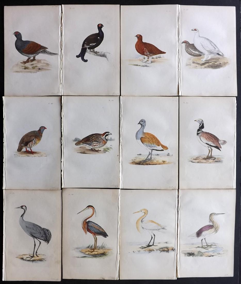 Meyer, Henry 1840's Lot of 12 Hand Col Bird Prints: Hand Coloured Lithographs Published 1842-50, London for "Coloured Illustrations of British Birds and Their Eggs" by Henry Leonard Meyer. Paper Size: 8.5 x 5 inch (22 x 13cm) Very minor toning in parts