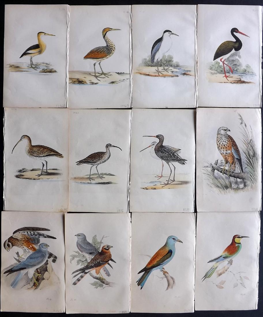 Meyer, Henry 1840's Lot of 12 Hand Col Bird Prints: Hand Coloured Lithographs Published 1842-50, London for "Coloured Illustrations of British Birds and Their Eggs" by Henry Leonard Meyer. Paper Size: 8.5 x 5 inch (22 x 13cm) Very minor toning in parts