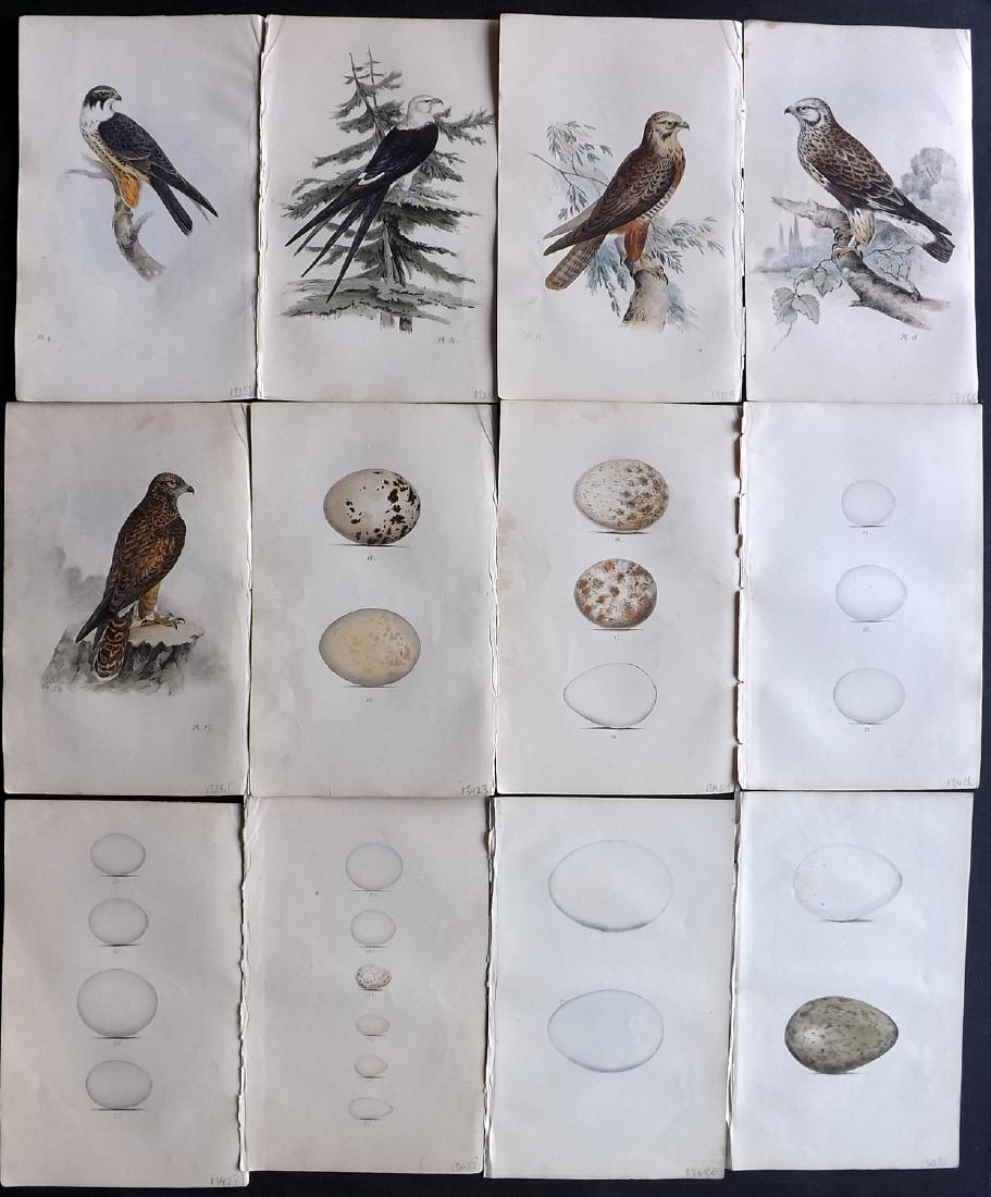 Meyer, Henry 1840's Lot of 12 HCol Birds & Egg Prints: Hand Coloured Lithographs Published 1842-50, London for "Coloured Illustrations of British Birds and Their Eggs" by Henry Leonard Meyer. Paper Size: 8.5 x 5 inch (22 x 13cm) Very minor toning in parts