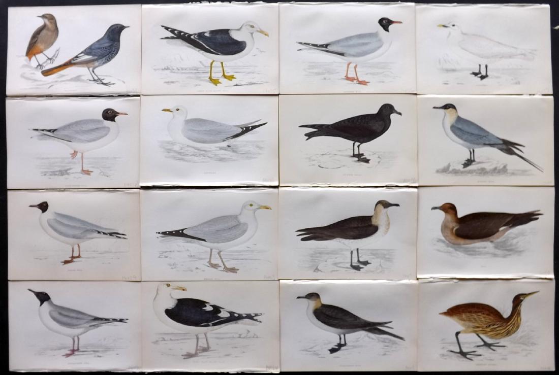 Morris, Francis 1867 Lot of 16 Hand Col Bird Prints: Woodblocks Published 1863-67, London for "A History of British Birds" by the Rev. F. O. Morris. Printed in colours and finished by Benjamin Fawcett. Paper Size: 7.5 x 5 inch (19 x 14cm) Good Condition