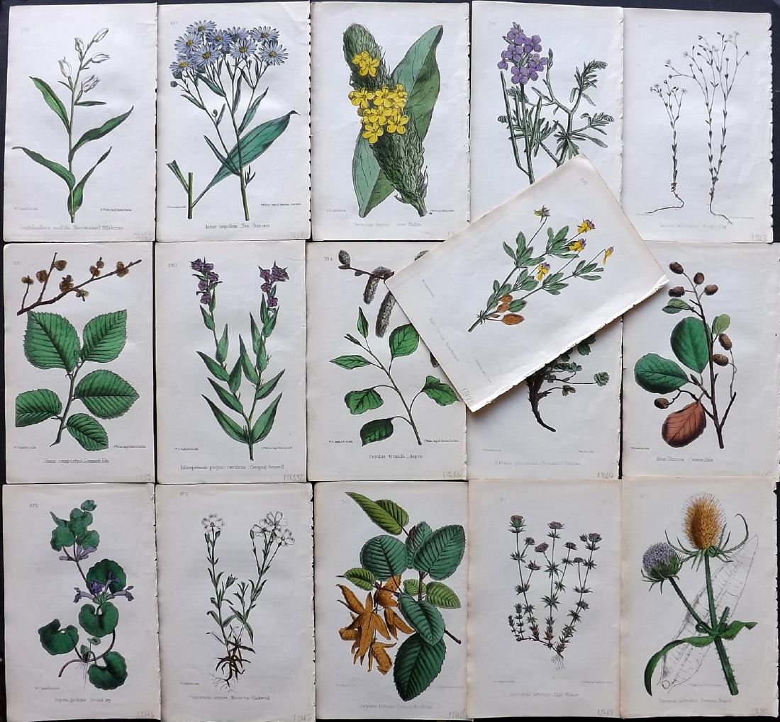 Hogg & Johnson C1870 Lot of 16 HCol Botanical Prints: Hand Coloured Lithographs Published 1863-1880, London for "The Wild Flowers of Great Britain" by Robert Hogg & George W. Johnson. Paper Size: 9 x 5.5 inch (23 x 14cm) Good Condition
