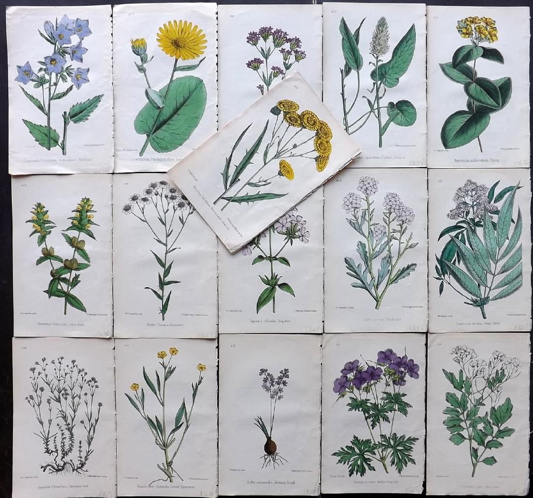 Hogg & Johnson C1870 Lot of 16 HCol Botanical Prints: Hand Coloured Lithographs Published 1863-1880, London for "The Wild Flowers of Great Britain" by Robert Hogg & George W. Johnson. Paper Size: 9 x 5.5 inch (23 x 14cm) Good Condition