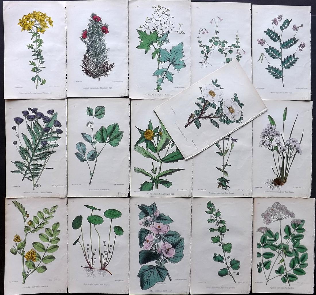Hogg & Johnson C1870 Lot of 16 HCol Botanical Prints: Hand Coloured Lithographs Published 1863-1880, London for "The Wild Flowers of Great Britain" by Robert Hogg & George W. Johnson. Paper Size: 9 x 5.5 inch (23 x 14cm) Good Condition