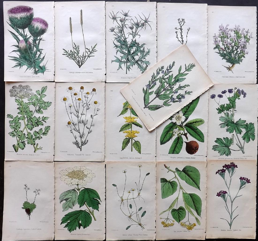 Hogg & Johnson C1870 Lot of 16 HCol Botanical Prints: Hand Coloured Lithographs Published 1863-1880, London for "The Wild Flowers of Great Britain" by Robert Hogg & George W. Johnson. Paper Size: 9 x 5.5 inch (23 x 14cm) Good Condition