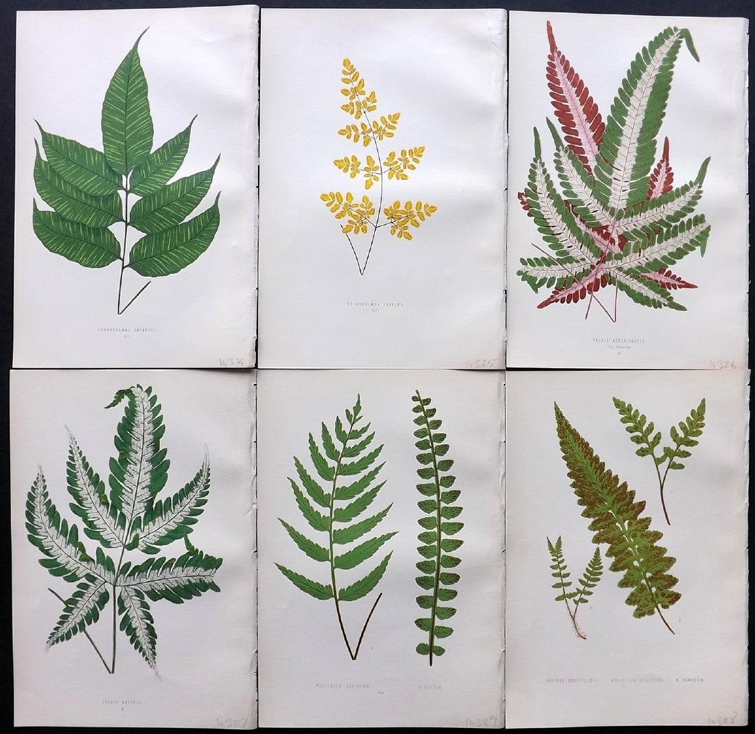 Lowe, Edward 1871 Lot of 6 Fern Prints. Botanical (1 of 2)