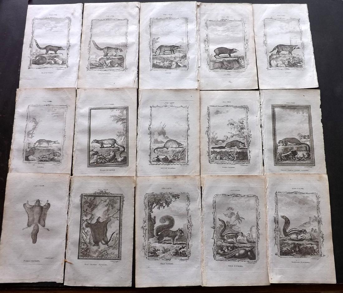 Buffon, Comte de 1785 Lot of 15 Prints. Rodents: Copper Plates Published 1785, London for "Natural History, General and Particular" by the Count de Buffon. Translated by William Smellie. Paper Size: 8 x 5 inch (21 x 13cm) Good Condition overall