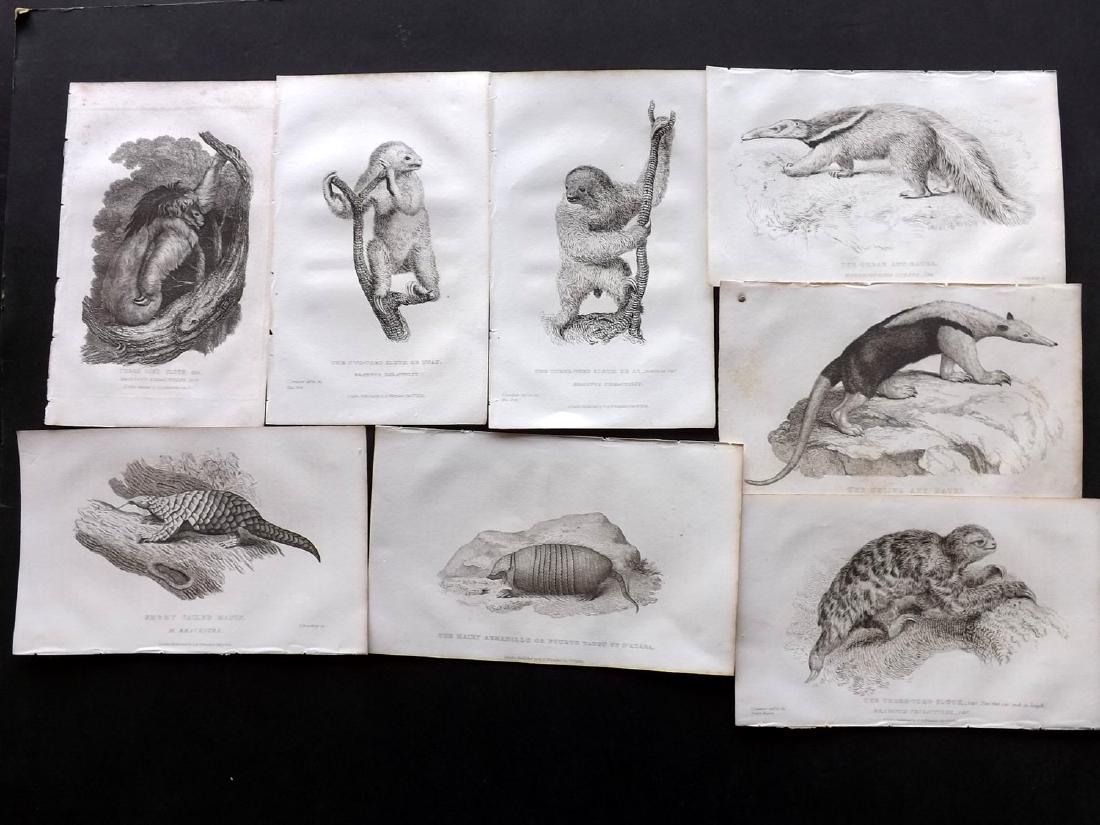 Cuvier, Baron C1830 Lot 9. Sloths, Armadillo, Ant Eater: Etchings/Engravings Published 1827-35, London for "The Animal Kingdom" by The Baron Georges Cuvier. Paper Size: 8.5 x 5 inch (22 x 13cm) Some background toning