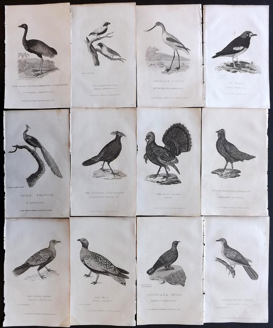 Cuvier, Baron C1830 Lot of 12 Bird Prints (1 of 2)