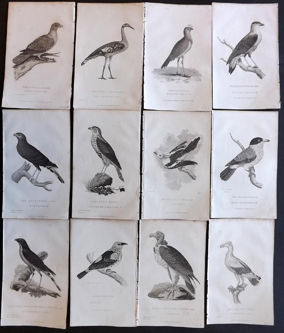 Cuvier, Baron C1830 Lot of 12 Bird Prints (1 of 2)