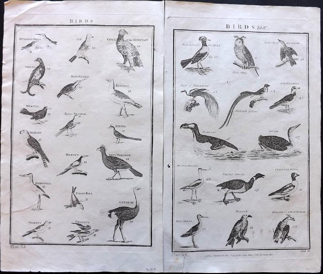 Howard, George 1796 Pair of Large Bird Prints (1 of 2)