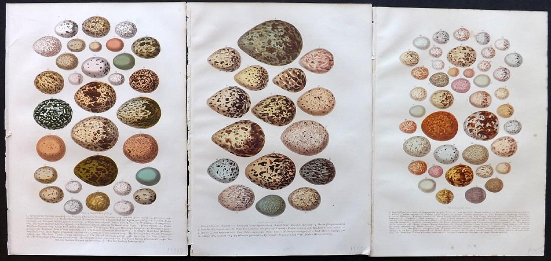 Jones, Thomas Rymer 1869 Group of 3 Bird Egg Prints (1 of 2)