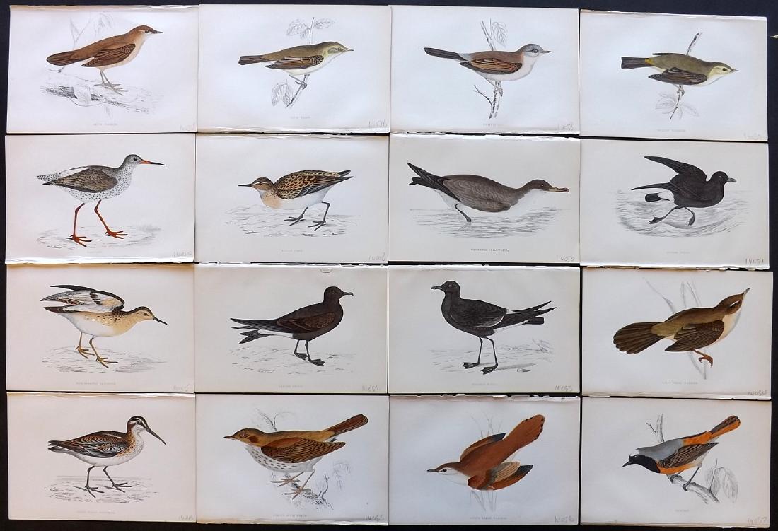 Morris, Francis 1867 Lot of 16 Hand Col Bird Prints: Woodblocks Published 1863-67, London for "A History of British Birds" by the Rev. F. O. Morris. Printed in colours and finished by Benjamin Fawcett. Paper Size: 7.5 x 5 inch (19 x 14cm) Good Condition