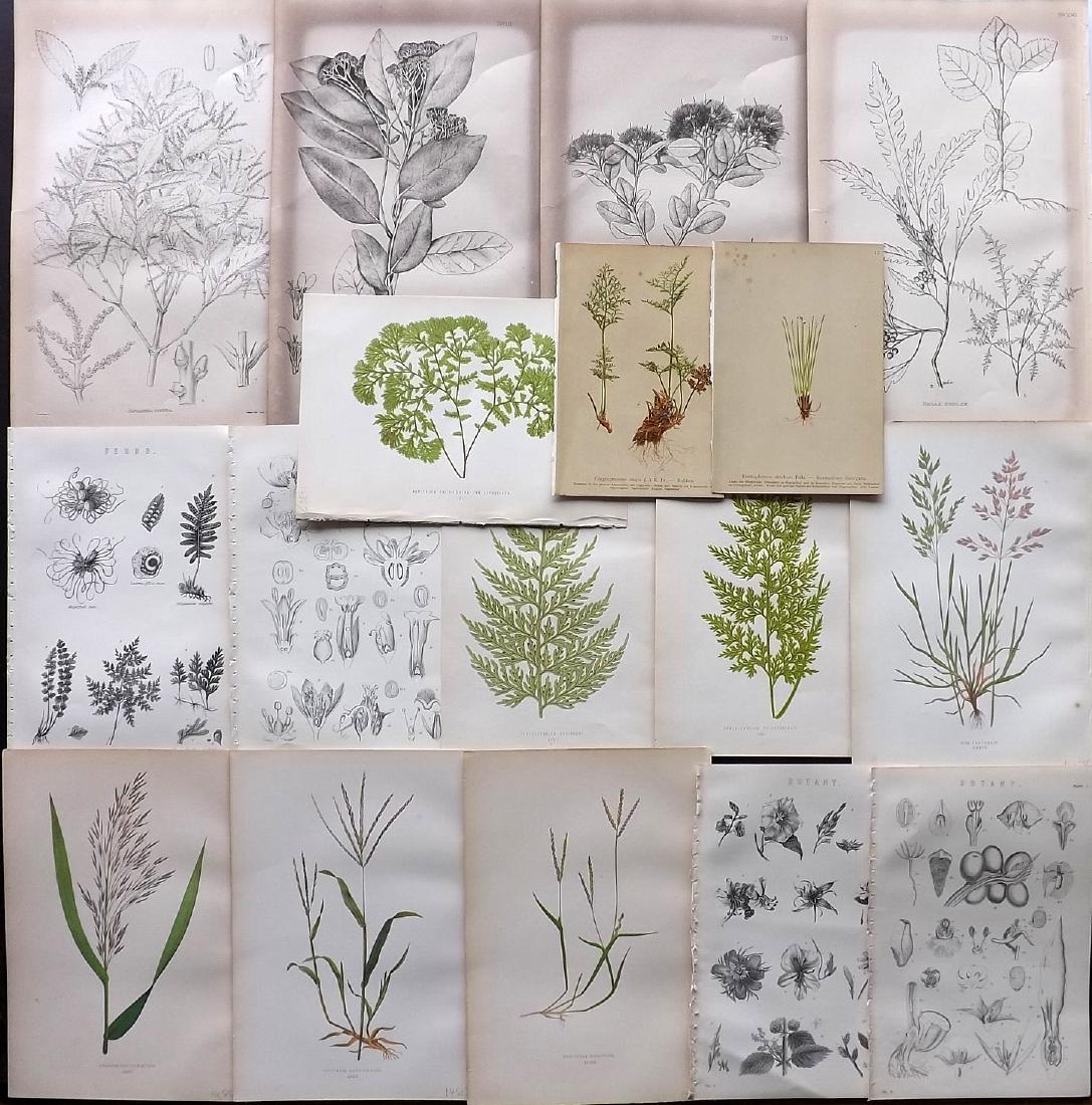 Botanical Prints 19th Lot of 17 Prints: Lot of 17 Colour Printed Woodblocks & Lithographs. Examples by Lowe (Ferns and Grasses) Hartinger, National Encyclopedia, and Thomas Kirk. Paper Size: Up to 13 x 8 inch (33 x 21cm) The Kirks with some