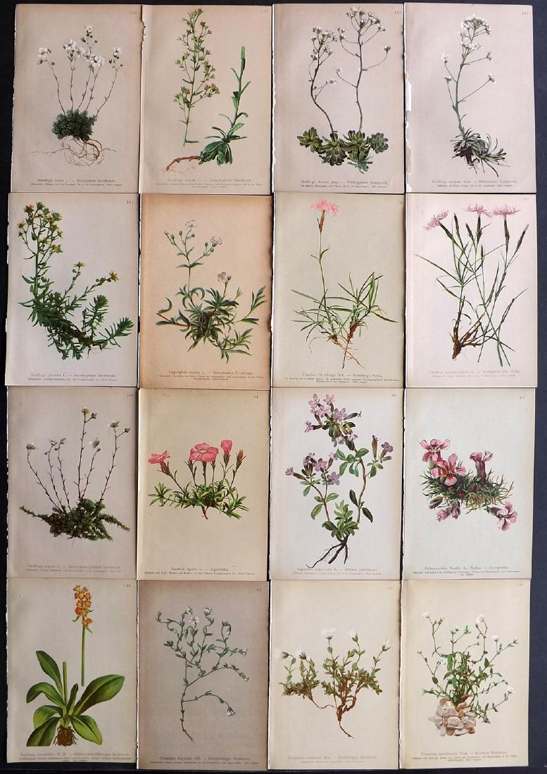 Hartinger, Anton 1897 Lot of 16 Botanical Prints: Chromolithographs Published 1897, Vienna for "Atlas der Alpenflora" by Anton Hartinger. Paper Size: 7.5 x 5 inch (19 x 13cm) Good Condition
