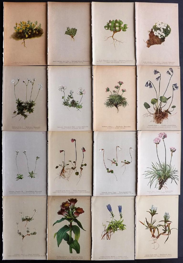 Hartinger, Anton 1897 Lot of 16 Botanical Prints: Chromolithographs Published 1897, Vienna for "Atlas der Alpenflora" by Anton Hartinger. Paper Size: 7.5 x 5 inch (19 x 13cm) Good Condition