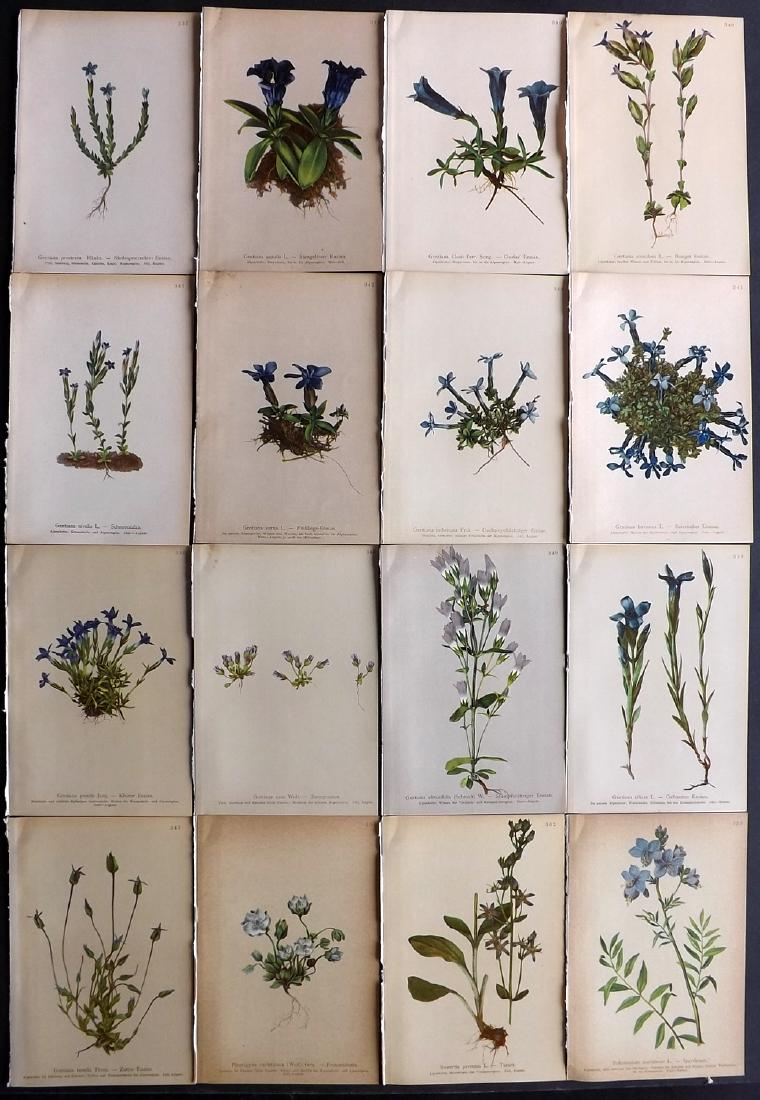 Hartinger, Anton 1897 Lot of 16 Botanical Prints: Chromolithographs Published 1897, Vienna for "Atlas der Alpenflora" by Anton Hartinger. Paper Size: 7.5 x 5 inch (19 x 13cm) Good Condition