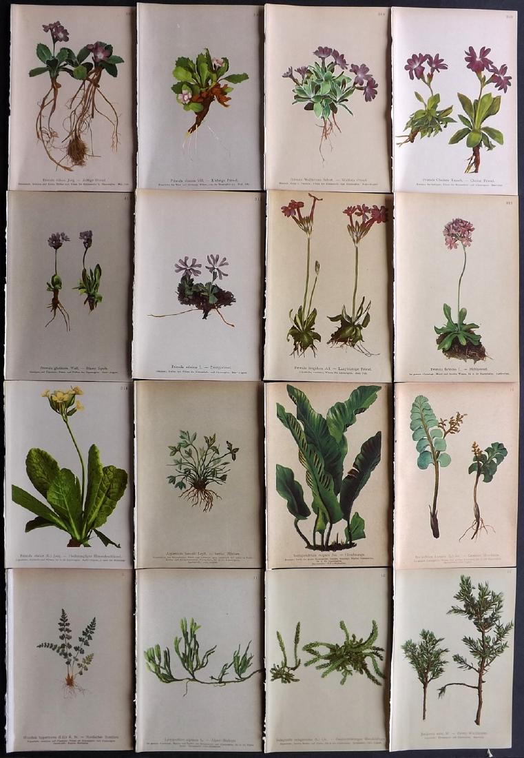 Hartinger, Anton 1897 Lot of 16 Botanical Prints: Chromolithographs Published 1897, Vienna for "Atlas der Alpenflora" by Anton Hartinger. Paper Size: 7.5 x 5 inch (19 x 13cm) Good Condition