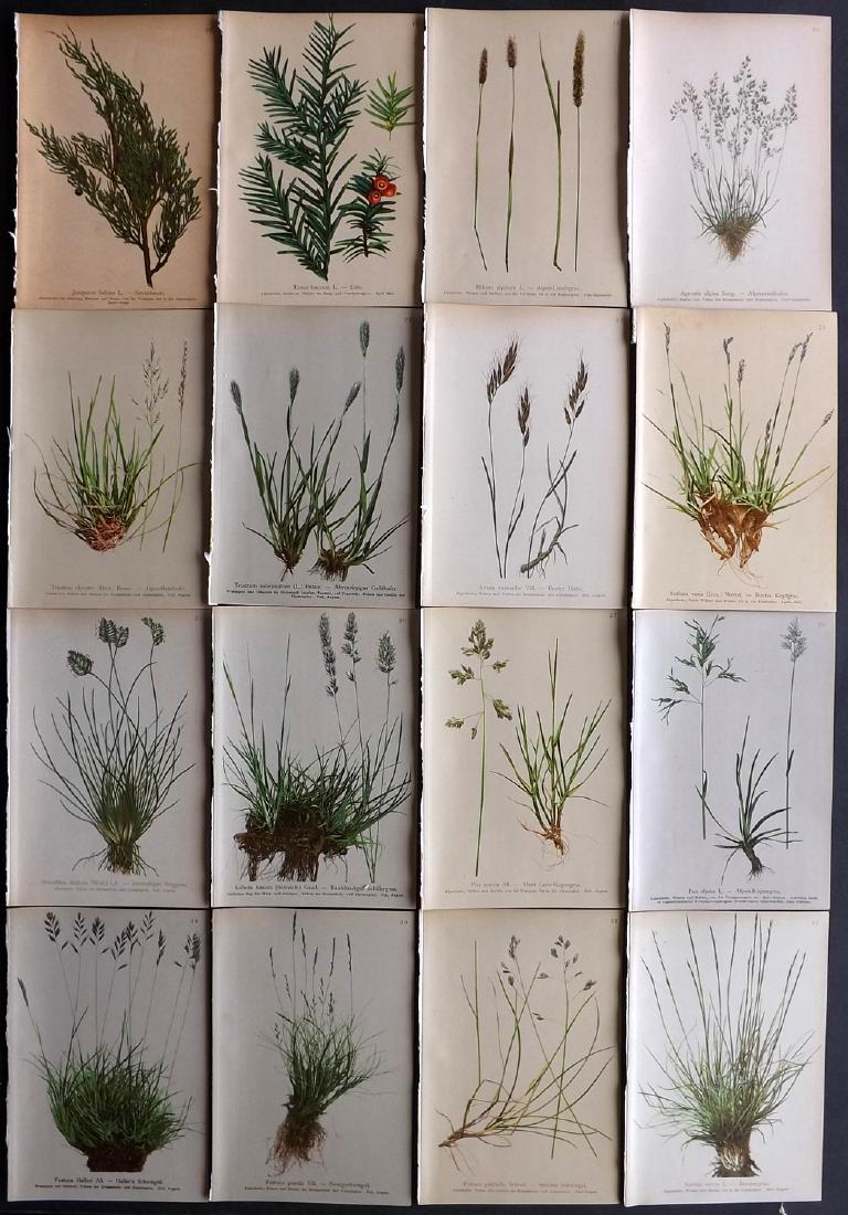 Hartinger, Anton 1897 Lot of 16 Botanical Prints: Chromolithographs Published 1897, Vienna for "Atlas der Alpenflora" by Anton Hartinger. Paper Size: 7.5 x 5 inch (19 x 13cm) Good Condition