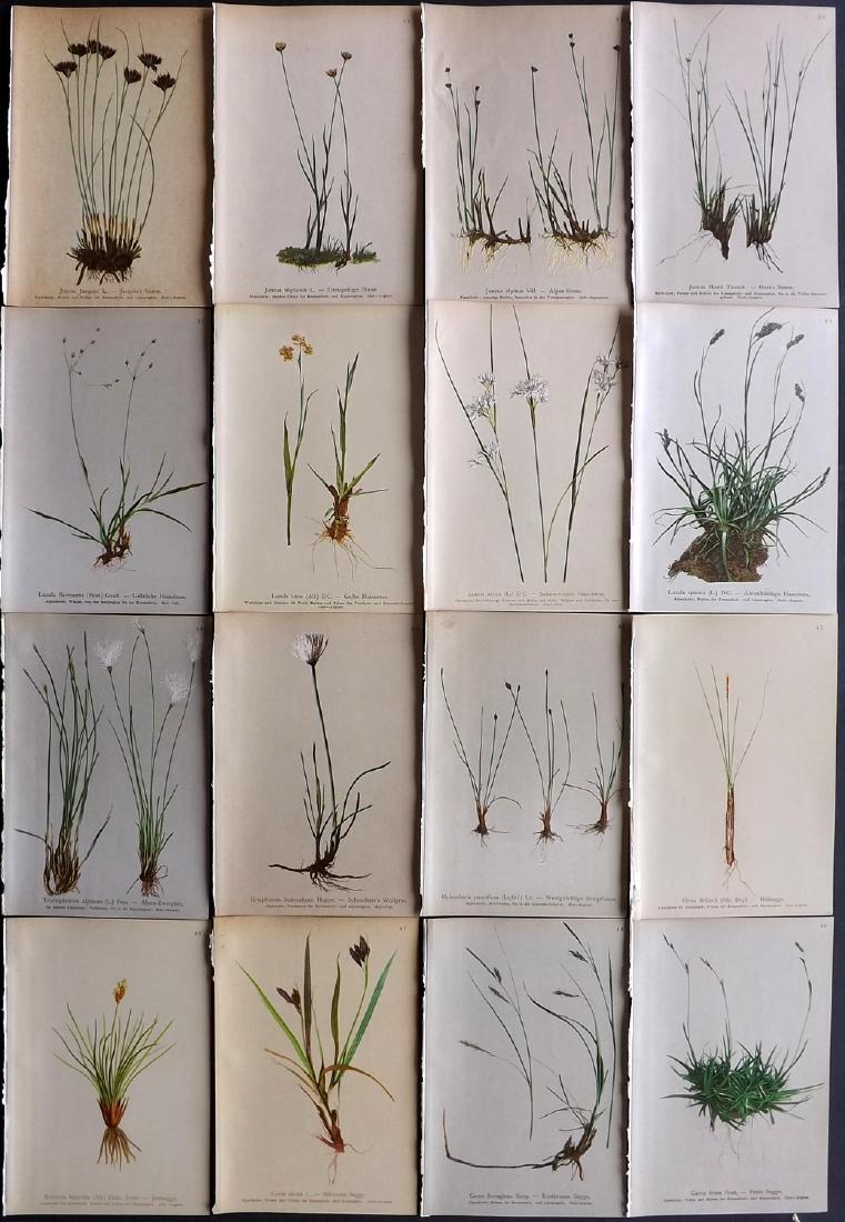 Hartinger, Anton 1897 Lot of 16 Botanical Prints: Chromolithographs Published 1897, Vienna for "Atlas der Alpenflora" by Anton Hartinger. Paper Size: 7.5 x 5 inch (19 x 13cm) Good Condition