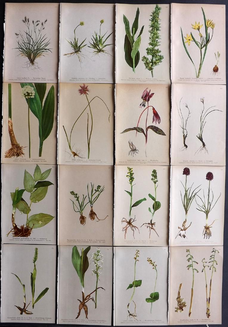 Hartinger, Anton 1897 Lot of 16 Botanical Prints: Chromolithographs Published 1897, Vienna for "Atlas der Alpenflora" by Anton Hartinger. Paper Size: 7.5 x 5 inch (19 x 13cm) Good Condition
